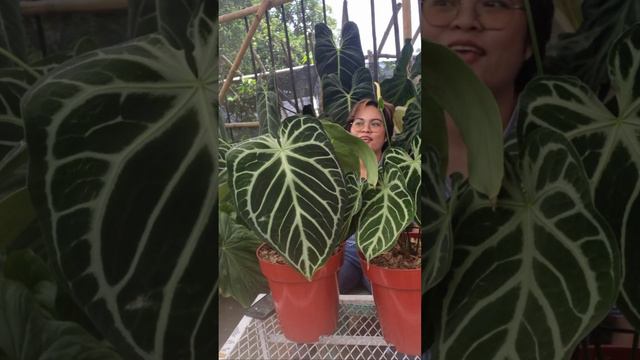 ANTHURIUM & PHILO JUMBO HARGA EKONOMIS / ADMIN 081254474711 смотреть онлайн