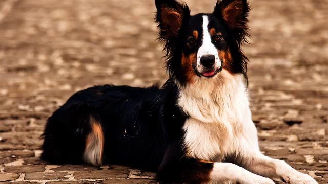 Лучшая русская песня и цветы онлайн смотреть онлайн