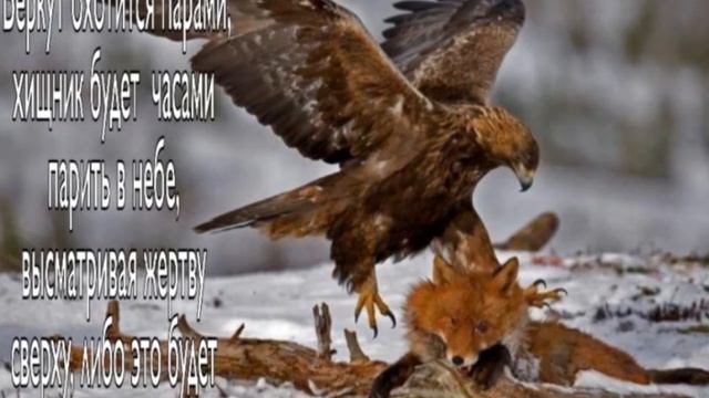 Беркут смотреть онлайн