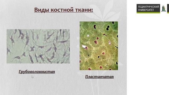 Гистология лекция 3 Собственно соединительные ткани и Скелетные ткани смотреть онлайн