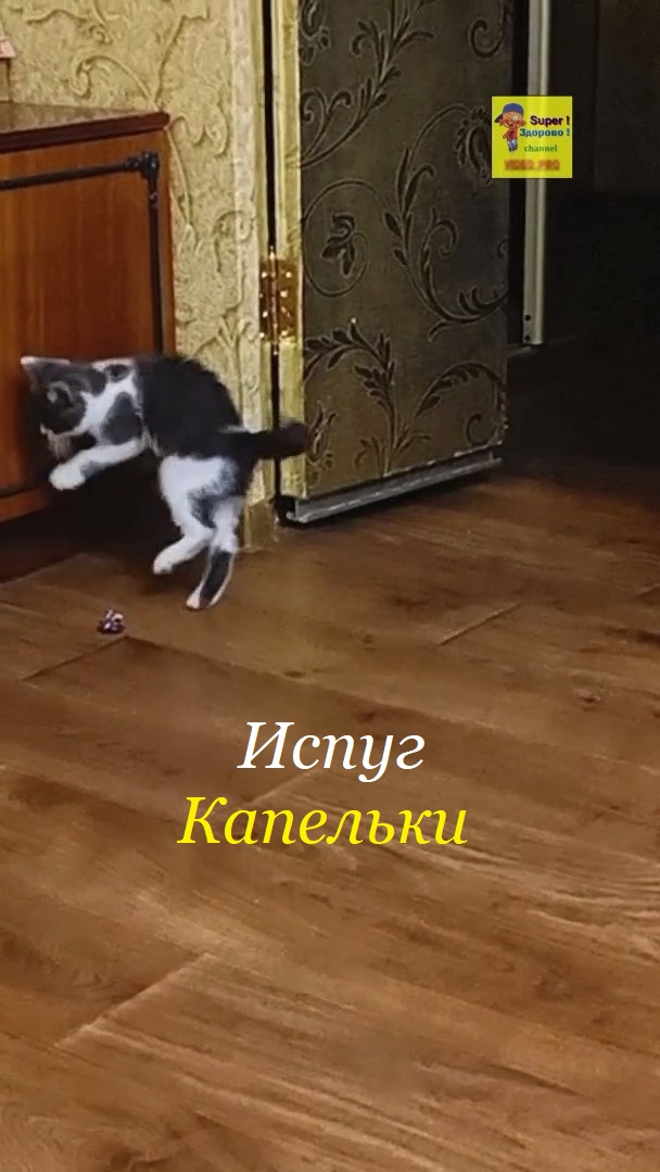 Испуг кошечки смотреть онлайн