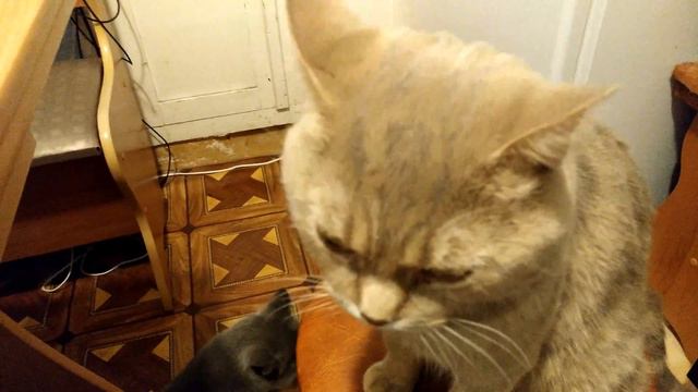 Кот говорит по русски Я ТЕБЯ ЛЮБЛЮ / Кот разговаривает смотреть онлайн