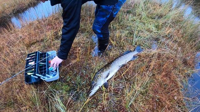 Norrland Pike (daaamn Sun)