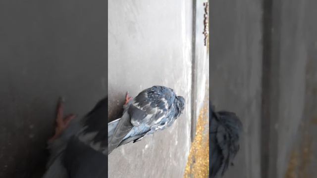 Спасение голубя часть 1 смотреть онлайн