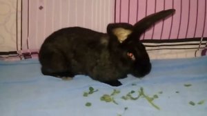 Немецкий пестрый великан Строкач Обзор кролей