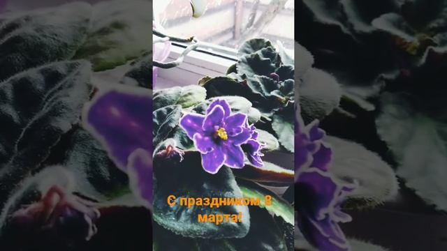 с праздником весны! #праздник #цветы смотреть онлайн