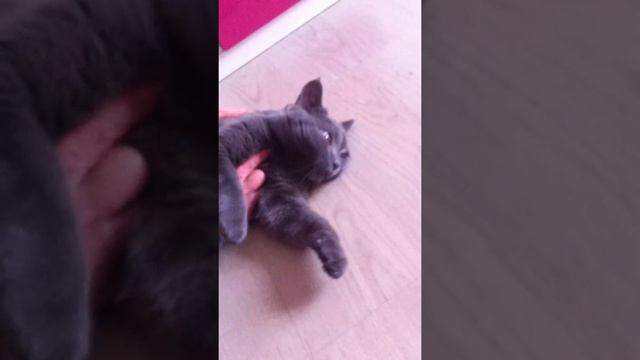 Говорящий кот жалуется на хозяйку!!!Это надо видеть! смотреть онлайн