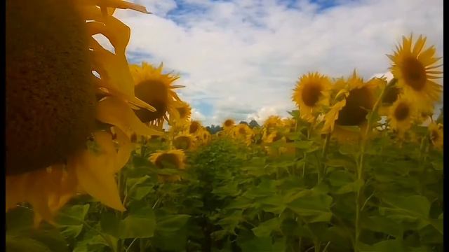 ФУТАЖИ ДЛЯ МОНТАЖА. Подсолнечное поле в летний день. смотреть онлайн