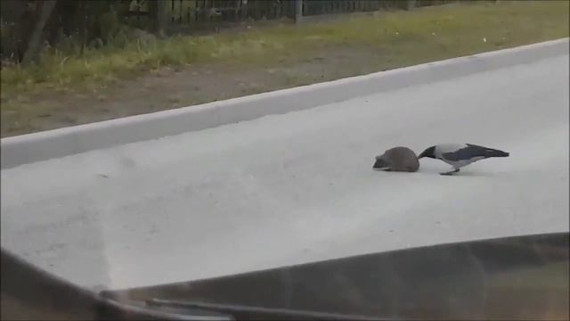Ворона помогает перейти дорогу ежу смотреть онлайн