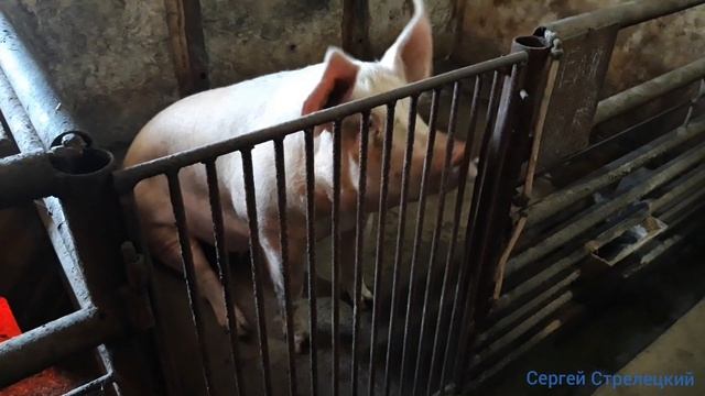 Что с этим делать! Лечение! Белые выделения у свиноматок! смотреть онлайн