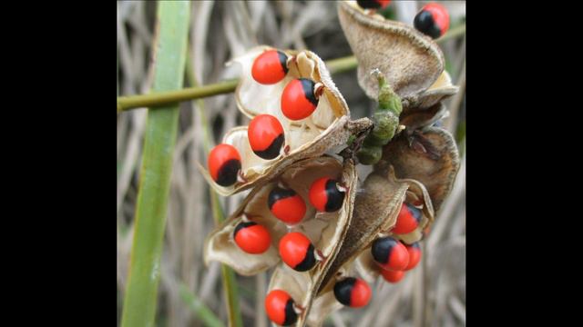 Топ 5 самых опасных растений на планете смотреть онлайн