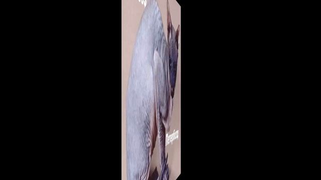 САМЫЕ ДОРОГИЕ КОШКИ!10 САМЫХ ДОРОГИХ ПОРОД КОШЕК.САМЫЕ ДОРОГИЕ, РЕДКИЕ И ШИКАРНЫЕ КОШКИ В МИРЕ! смотреть онлайн