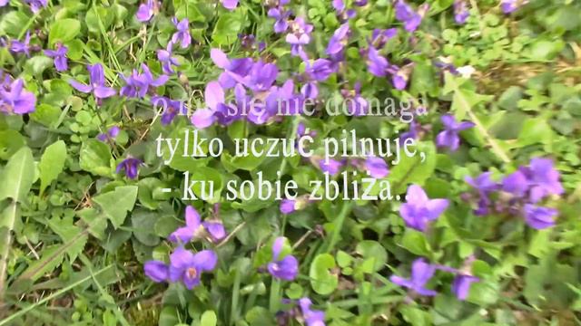 „ Fiołek '' Aleksandra Baltissen смотреть онлайн