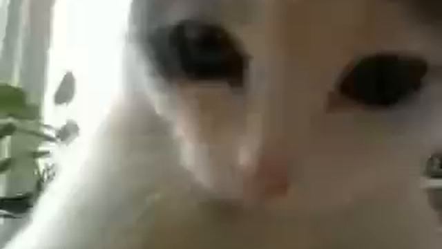 у моего кота депрессия =( смотреть онлайн