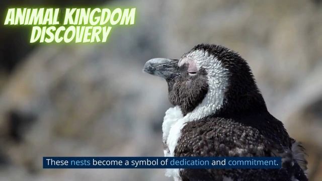 Life Circle Of Penguin | Emperor Penguins Life | African Penguin | Penguins Wildlife