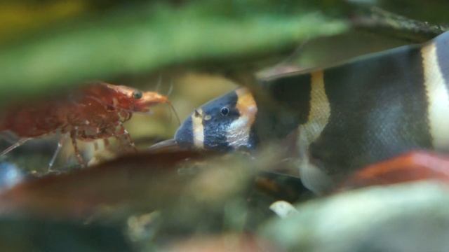 Мой аквариум. Кормлю рыбок и креветок. Макросъемка. смотреть онлайн