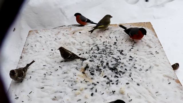 Толкотня на птичьих кормушках. Птицы на кормушке. смотреть онлайн