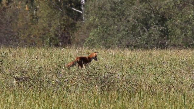 Мышкующая лиса. Московская область. Волоколамский р-н, 17.09.2018 Hunting fox смотреть онлайн