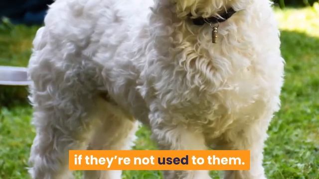 Bolognese: Dog Breed Information смотреть онлайн