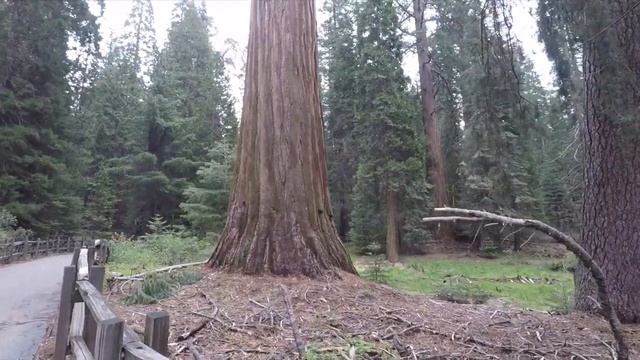ОС #143 / Гигантские деревья в Нац Парке «Секвойя» в Калифорнии / Sequoia National Park, California смотреть онлайн