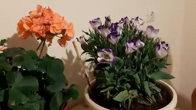 Эустома цветок как Черенковать и Сохранить Эустому на зиму???.mp4 смотреть онлайн
