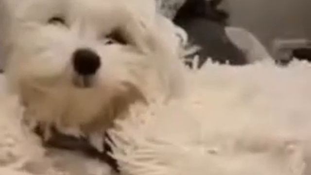 Я тута смотреть онлайн