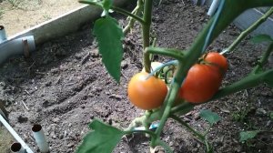 Томат Евпатор  Почему нравится