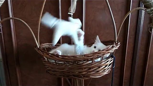 Kurilian bobtail Blancanieves смотреть онлайн