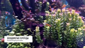 Каких рыбок можно поселить в аквариум | Обзор аквариумов |