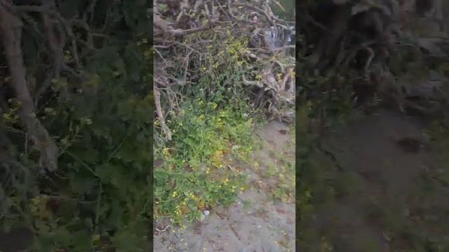 Пицунда в июне 2023 года! смотреть онлайн