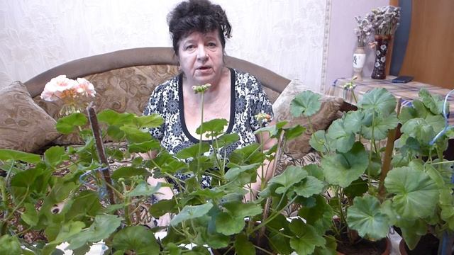 От обрезки до цветения. 5 важных подкормок пеларгонии для пышного цветения смотреть онлайн