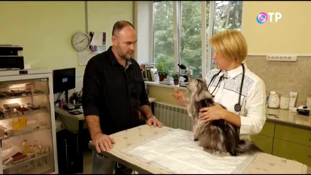 Нужно ли стерилизовать кошку и кастрировать кота смотреть онлайн