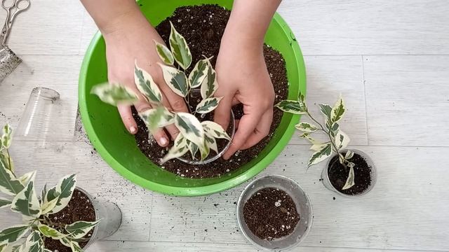 Пересадка фикуса, выбираем грунт для фикусов, Фикус Кинки