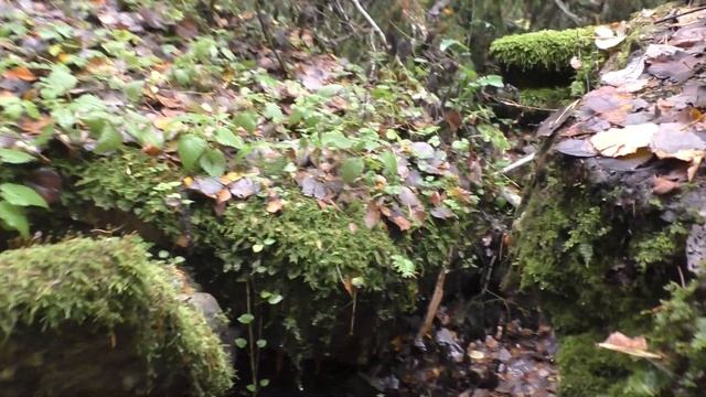 Новоспасский лес. Большое бетонное укрытие (257). Руины смотреть онлайн