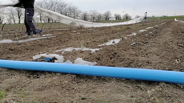 Схема высадки раннего Арбуза 2021 смотреть онлайн