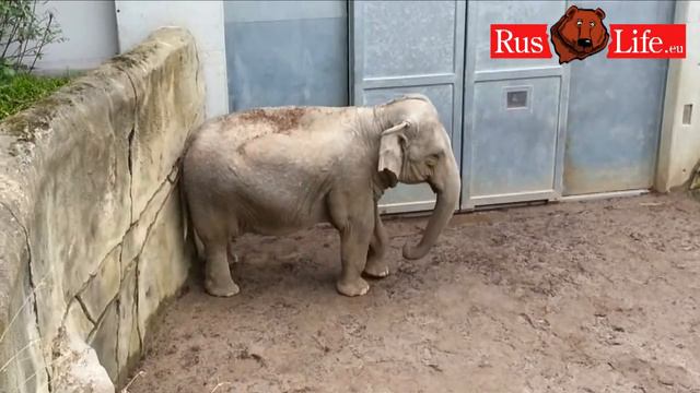 Танцующий слон / Tanzende Elefant / Dancing elephant смотреть онлайн