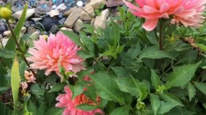 Карликовые георгины?великолепие и изобилие цветов