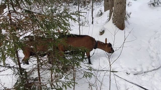 Результат окозов моих коз. Выворот матки.