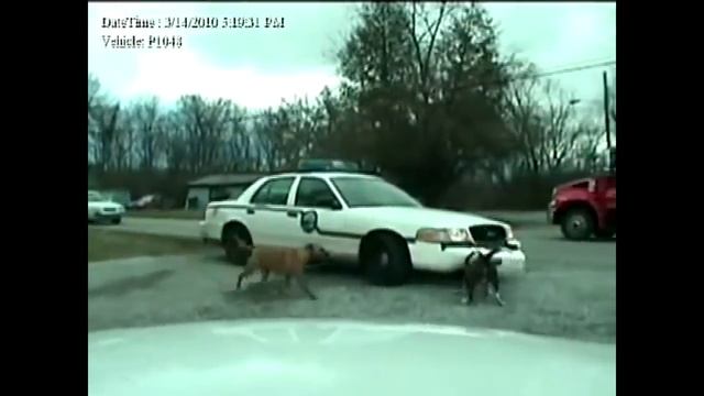 Big Bad Crown Vics In Action #3 Compilation Ford Interceptor P71 смотреть онлайн