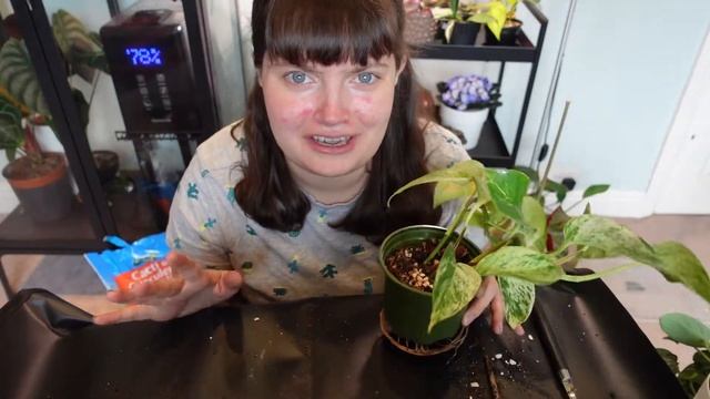 REPOT WITH ME! | repotting lots of rootbound houseplants: bear paw cacti, marble queen, satin potho смотреть онлайн