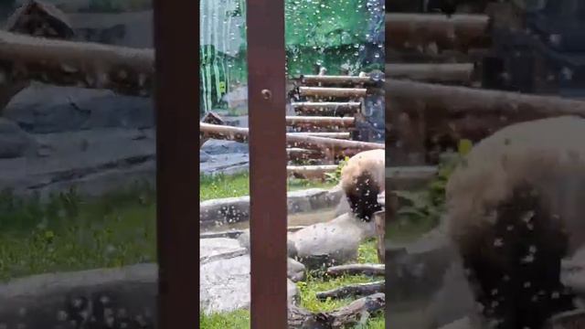 Московский панда #панда #зоопарк смотреть онлайн