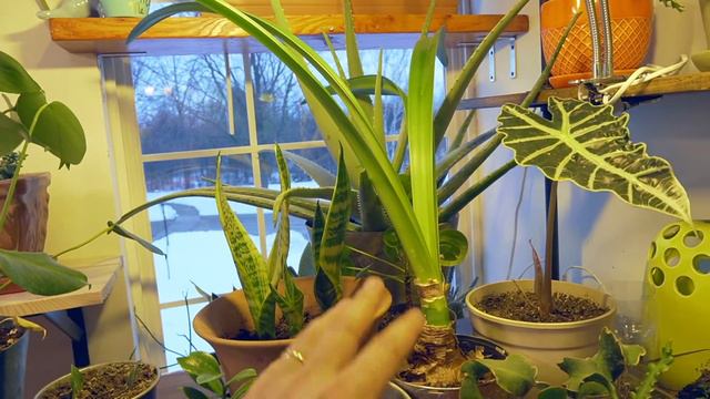 Why Our Amaryllis Isn't Going To Bloom This Year 😔 смотреть онлайн