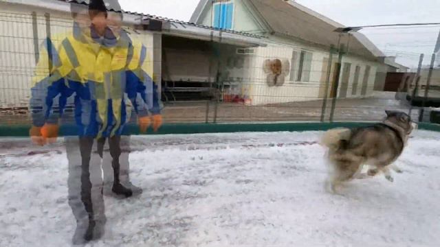 Аляскинский Маламут Егерь смотреть онлайн