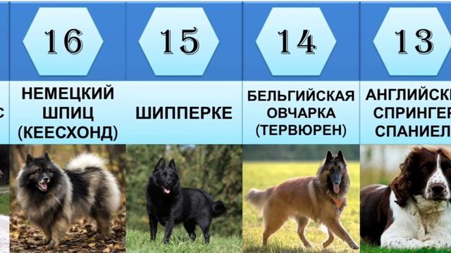 Топ-31 самых умных пород собак | Умные собаки рейтинг смотреть онлайн
