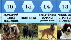 Топ-31 самых умных пород собак | Умные собаки рейтинг