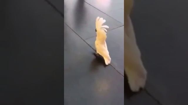 Cockatoo Parrot barks like a dog смотреть онлайн