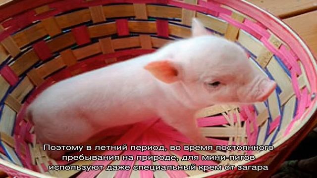 Карликовая свинка – маленький домашний любимец смотреть онлайн