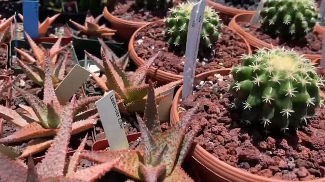 304: Plant Shopping: California Cactus Center, Pasadena CA | Great Selection! | Private Collection смотреть онлайн