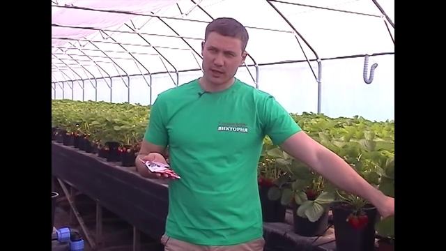 Агротехника земляники от садовой фирмы "Виктория" смотреть онлайн