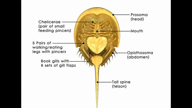 ШОК! Опасен ли мечехвост (horseshoe Crab)?